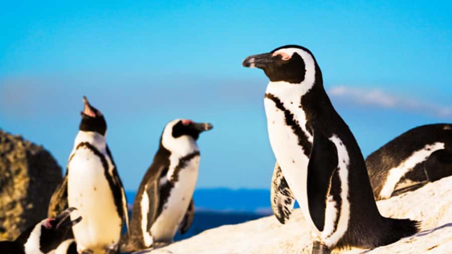 Cape Town: Penguins & Cape of Good Hope Half Day Shared Tour - Cape of Good Hope and Cape Point
