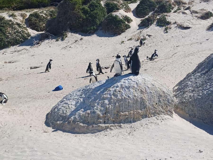 Cape Town: Penguins & Cape of Good Hope Half-Day Tour - Timing, traffic, and the four-hour limit