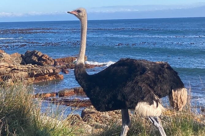 Cape Town: Peninsula, Cape of Good Hope and Penguins Tour - What the $71.27 price really covers