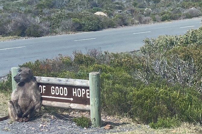 Cape Town: Peninsula, Cape of Good Hope and Penguins Tour - Timing, transport, and practical planning