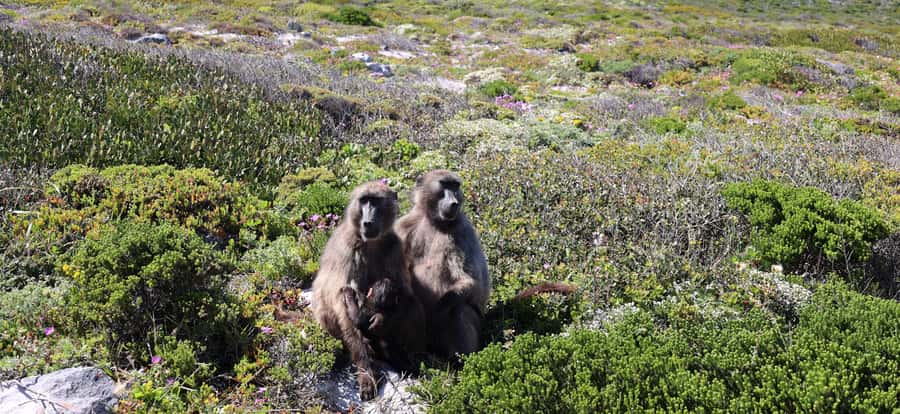 Cape Town: Peninsula, Penguins & Cape of Good Hope Day Tour - One long day around the Cape Peninsula