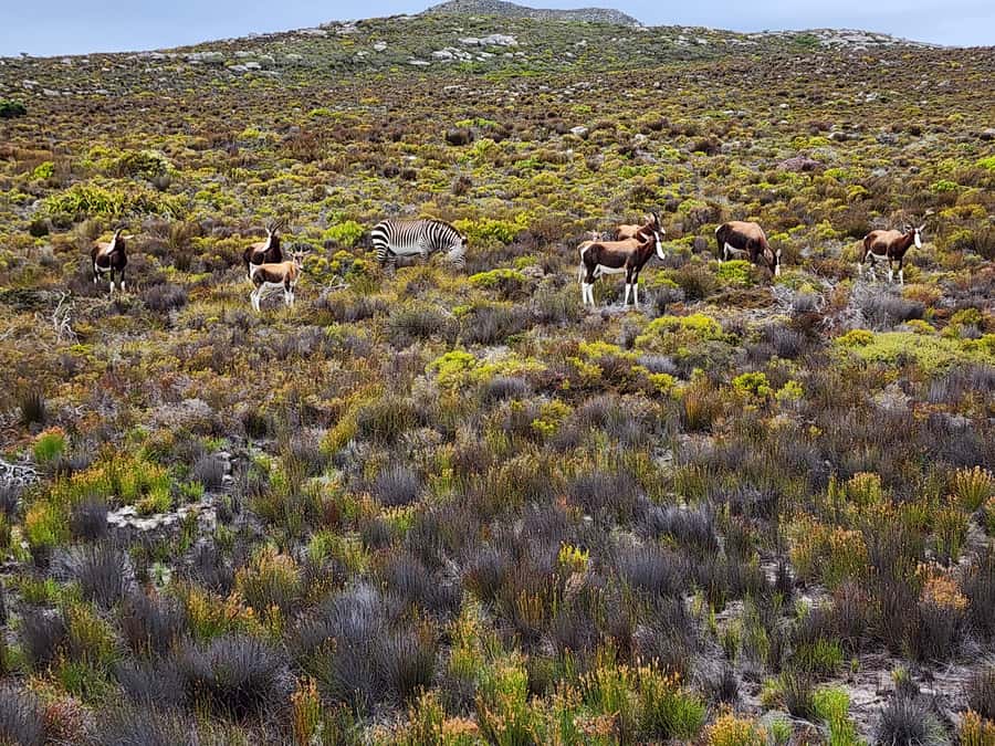 Cape Town: Peninsula, Penguins & Cape of Good Hope Day Tour - Lunch and a short break in Simon’s Town