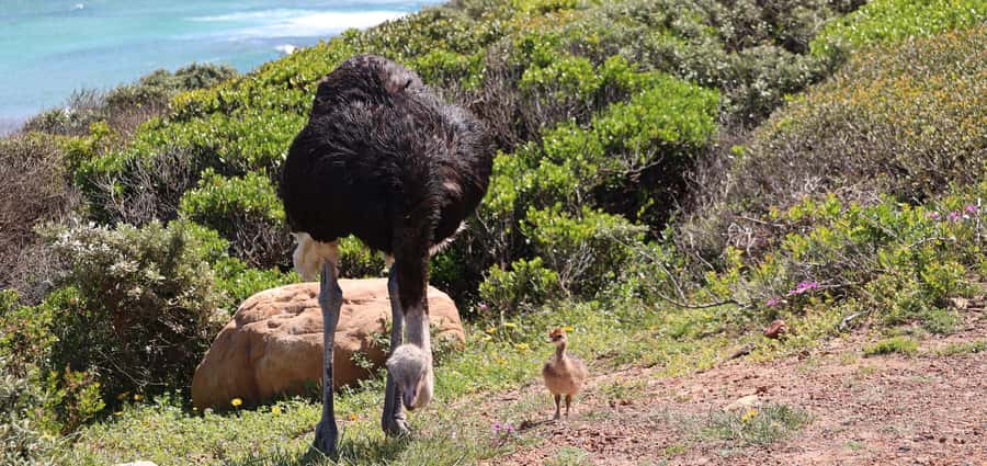 Cape Town: Peninsula, Penguins & Cape of Good Hope Day Tour - Boulders Beach and the African penguins