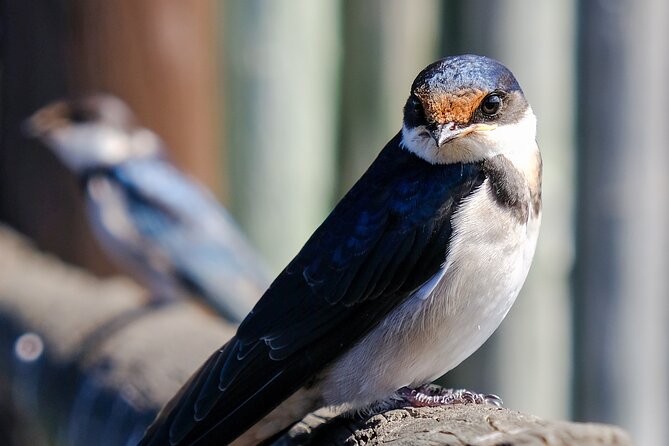 Cape Town Private Birding Tour - Kirstenbosch: two hours among fynbos and forest birds
