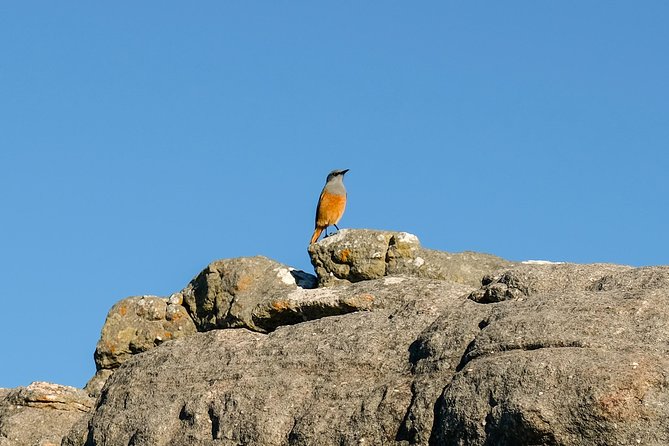 Cape Town Private Birding Tour - Strandfontein: the day’s best species-hunting stop