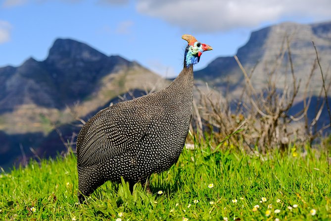 Cape Town Private Birding Tour - Silvermine: a mountain finish if the clock allows