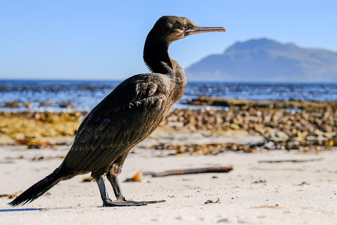 Cape Town Private Birding Tour - Weather, timing, and what to bring
