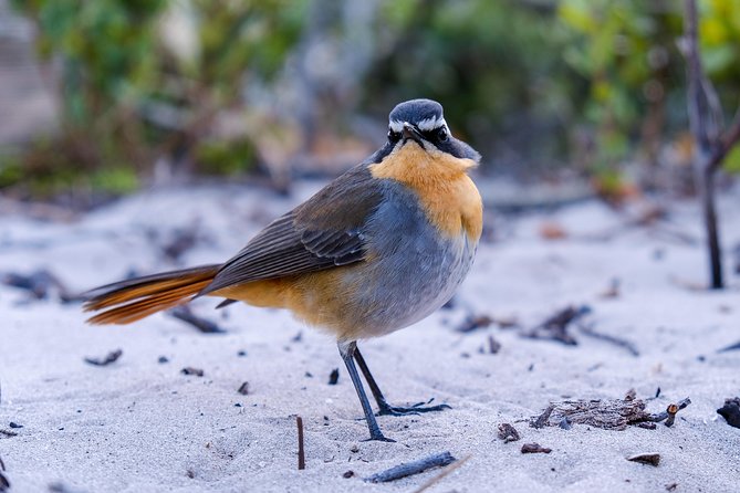 Cape Town Private Birding Tour - Rondevlei: a quieter wetland stop