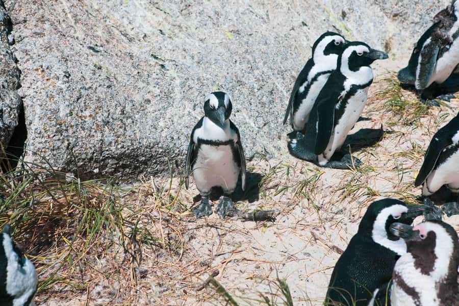 Cape Town: Private Full-Day Cape Point Tour with Penguins - Key points to know before you book
