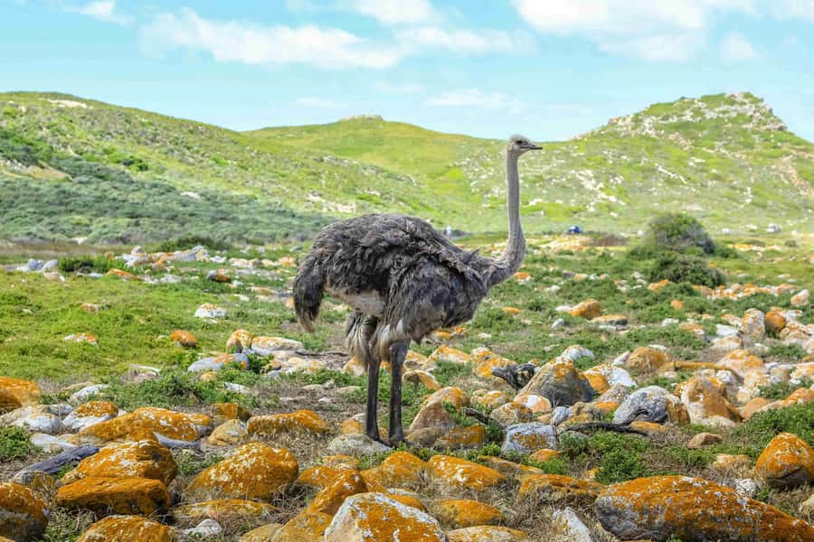Cape Town: Private Full-Day Cape Point Tour with Penguins - Why this private Cape Peninsula day works so well