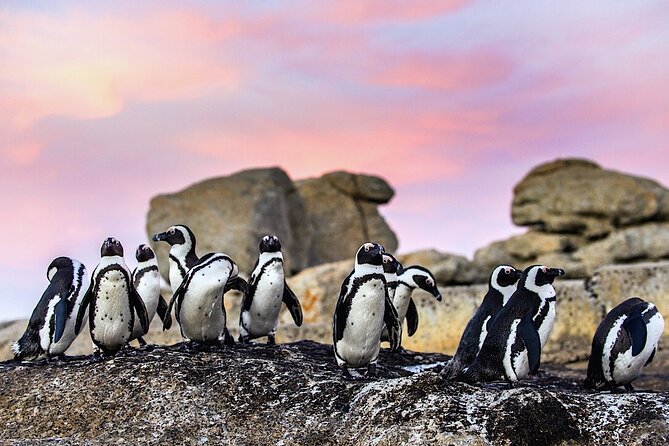 Cape Town Private Group Tour to Cape of Good Hope and Boulders Penguins Colony - Why this private Cape Peninsula day works well