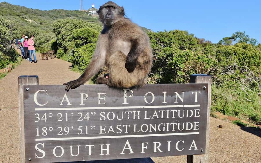 Cape Town Private Tour to Cape Of Good Hope and the Penguins - Chapman’s Peak Drive and Noordhoek views