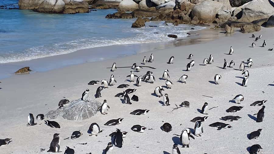 Cape Town: Seal Island, Cape of Good Hope& Penguins Private - A full Cape Peninsula day for first-time visitors