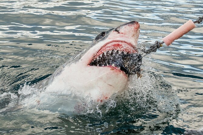 Cape Town: Shark Cage Diving & Penguins Tour to Gansbaai with private transfers - A long Cape Town day built around two kinds of wildlife