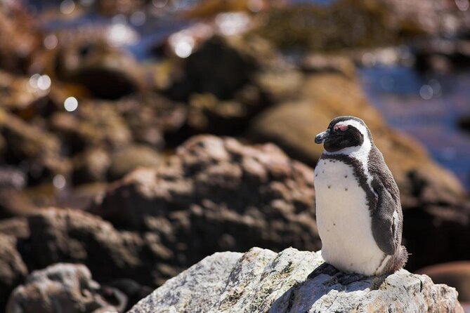 Cape Town: Shark Cage Diving & Penguins Tour to Gansbaai with private transfers - Shark sightings are never the whole promise