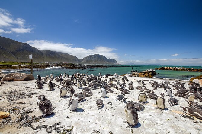 Cape Town: Shark Cage Diving & Penguins Tour to Gansbaai with private transfers - Coming back aboard for lunch and video