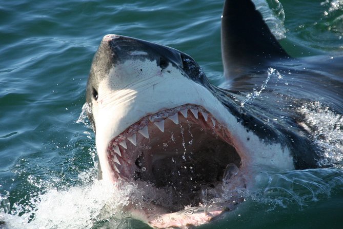 Cape Town: Shark Cage Diving & Penguins Tour to Gansbaai with private transfers - Stony Point adds a quieter wildlife stop