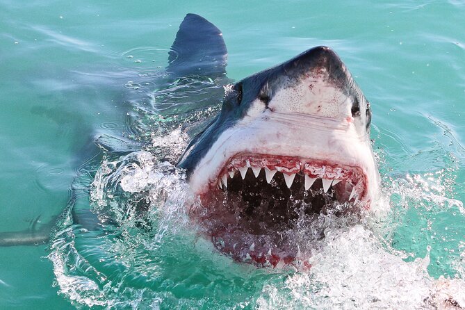Cape Town: Shark Cage Diving & Penguins Tour to Gansbaai with private transfers - The return route and the real value of private transport