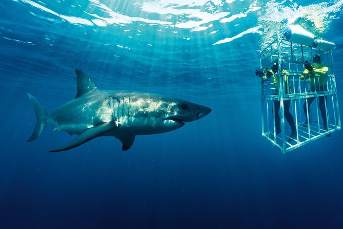Cape Town: Shark Cage Diving & Penguins Tour to Gansbaai with private transfers - Who will get the most from this outing