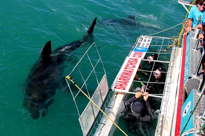 Cape Town: Shark Cage Diving & Penguins Tour to Gansbaai with private transfers - Breakfast tea and a practical briefing in Gansbaai