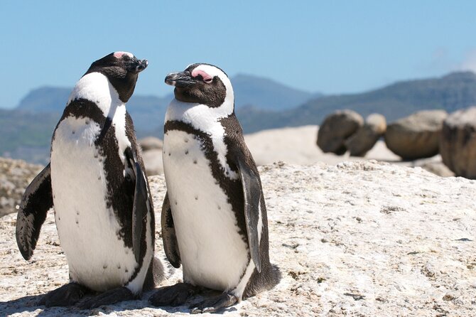Cape Town Shore Tour: Table Mountain, Penguin & Cape Point - Table Mountain: the day’s biggest variable