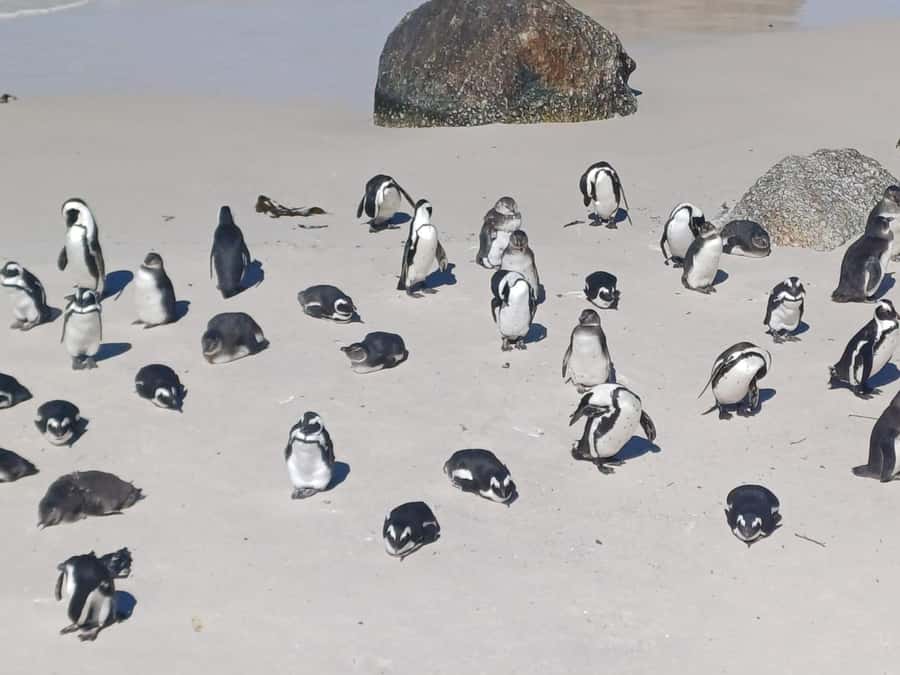 Cape Town: Sunset Penguins & Cape of Good Hope Half-Day Tour - From Muizenberg beach huts to St. James photos