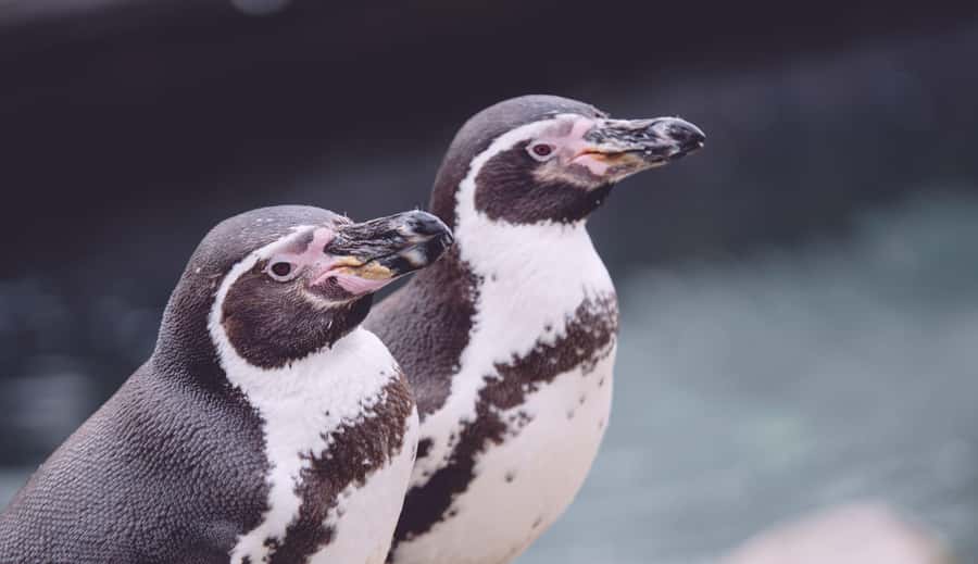 Cape Town: Table Mountain, Cape of Goodhope & Penguins Tour - Boulders Beach and the penguin colony