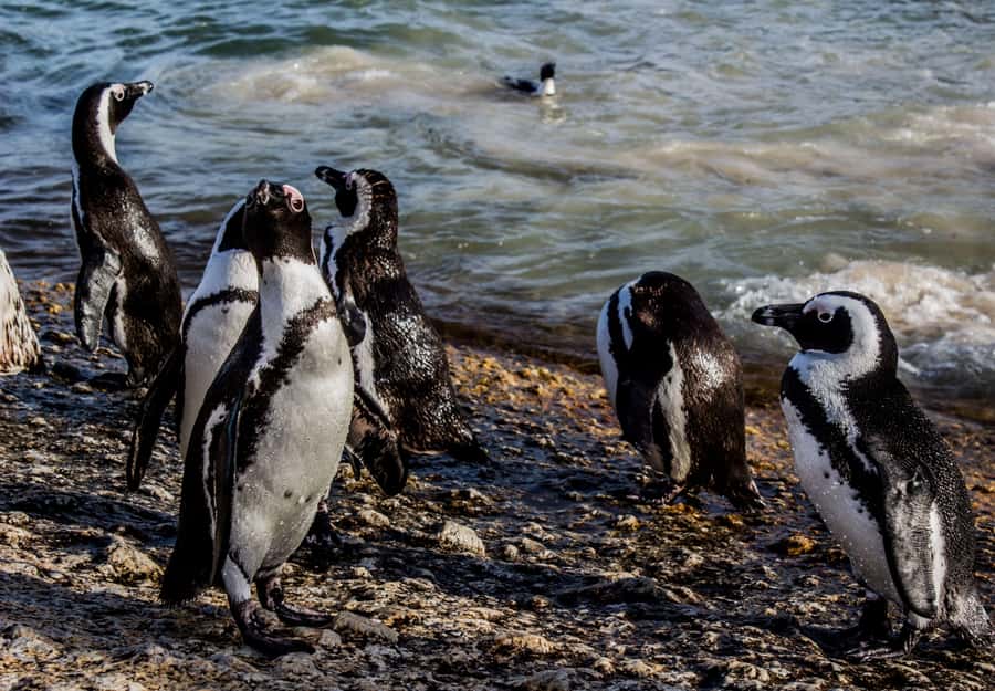Cape Town: Table Mountain, Cape of Goodhope & Penguins Tour - The guide makes the difference