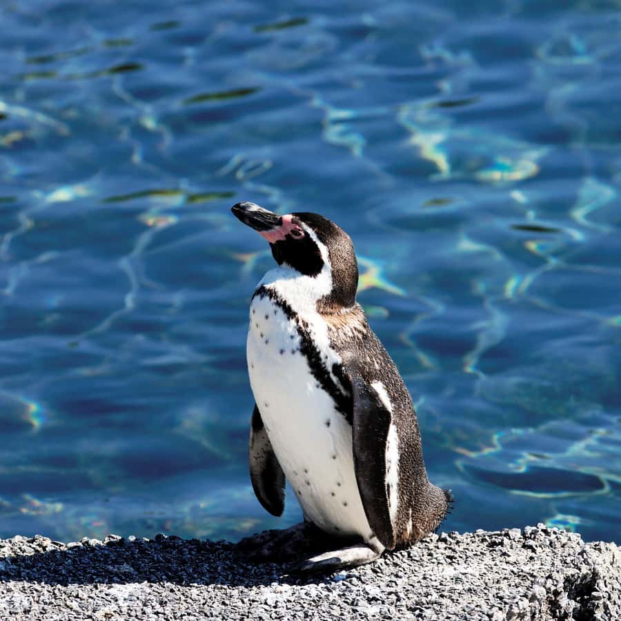 Cape Town: Table Mountain, Cape of Goodhope & Penguins Tour - Timing, comfort, and what to bring