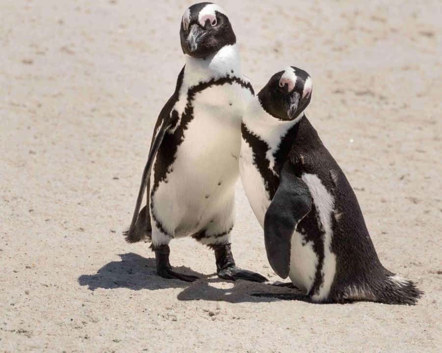 Cape Town: Table Mountain, Cape Point, and Penguins Tour - Boulders Beach is the day’s most charming stop