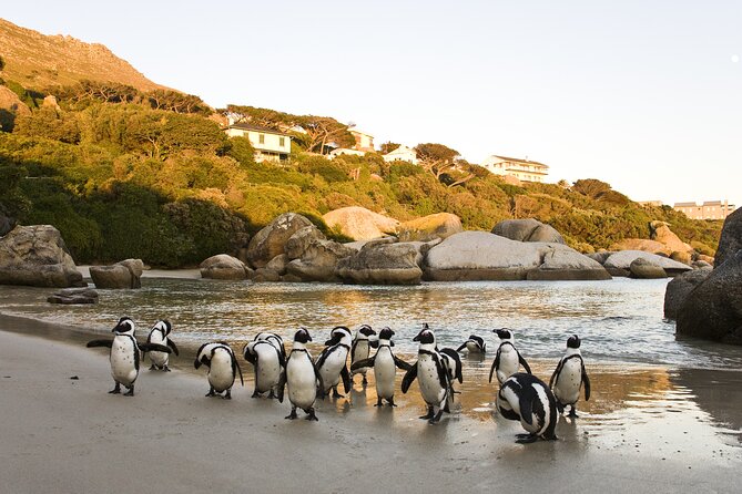 Cape Town Table Mountain Cape Point Penguins Full-Day Private Tour - Old Cape Point Lighthouse offers the highest view