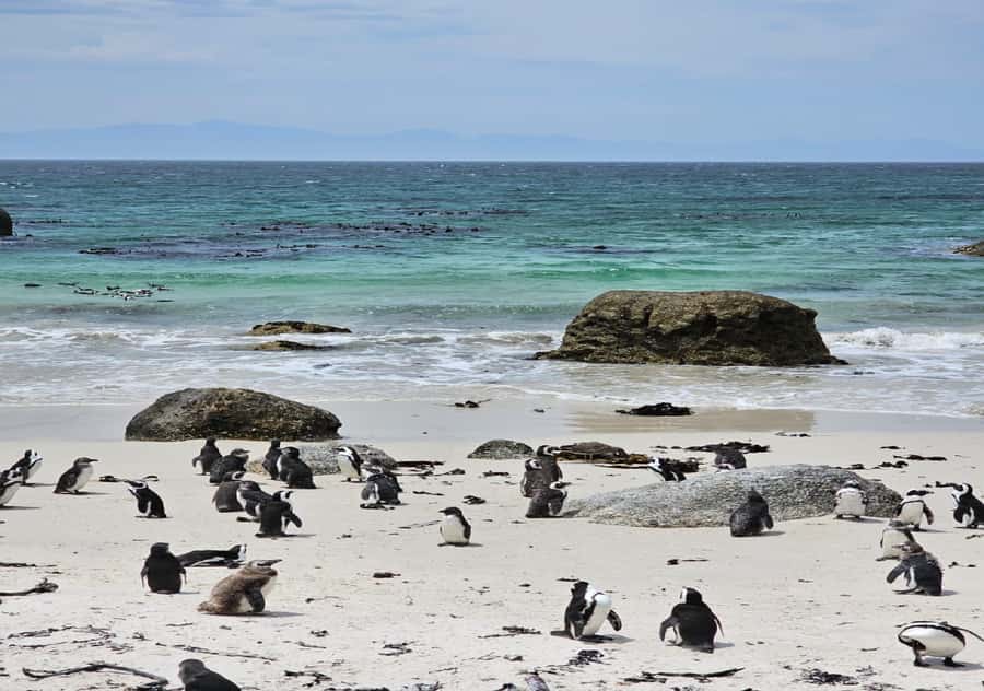 Cape Town Table Mountain Penguins & Cape Point All-inclusive - Why this private Cape Town day works