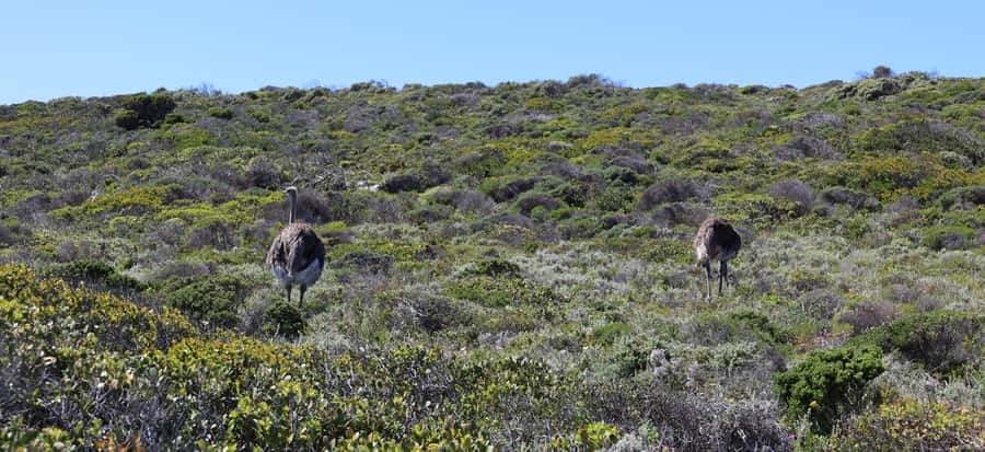 Cape Town: Table Mountain, Penguins & Cape Point Group Tour - Returning through False Bay and Muizenberg