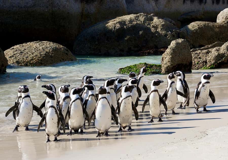 Cape Town: Table Mountain, Penguins & Cape Point Shared Tour - Simons Town leads into the penguin stop