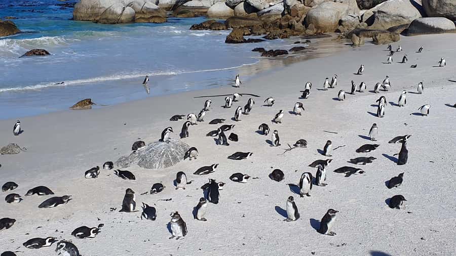 Cape Town: Table MT, Cape Point & Penguins Instagram Tour - Boulders Beach and African Penguins