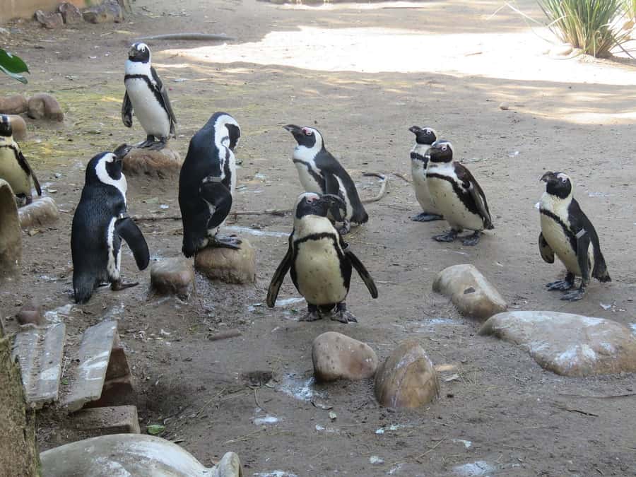 Cape Town: World of Birds & Animal Sanctuary - Key points to know before you go