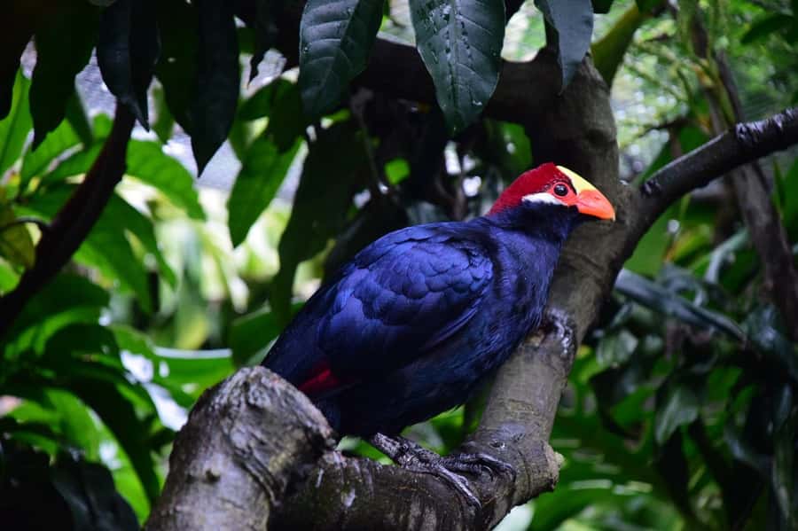 Cape Town: World of Birds & Animal Sanctuary - Monkey Jungle and the Squirrel Monkeys