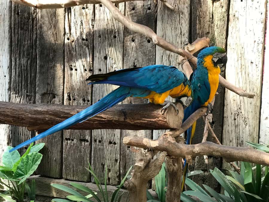 Cape Town: World of Birds & Animal Sanctuary - Should you book this experience?