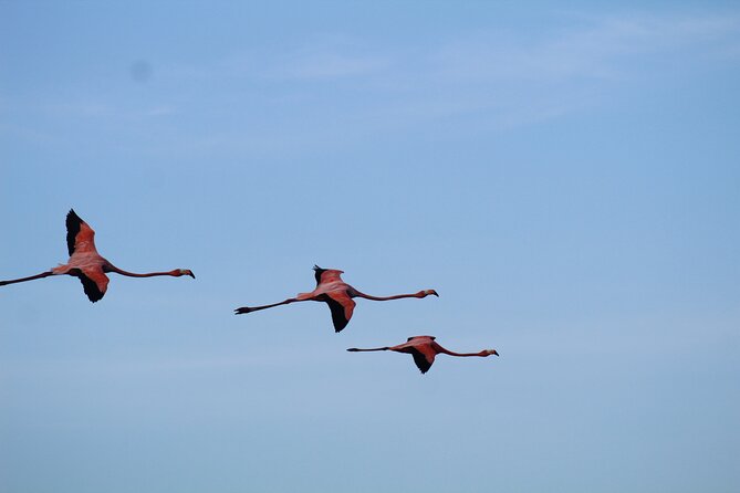 Caroni Bird Sanctuary Tour - The scarlet ibis makes the late afternoon worthwhile