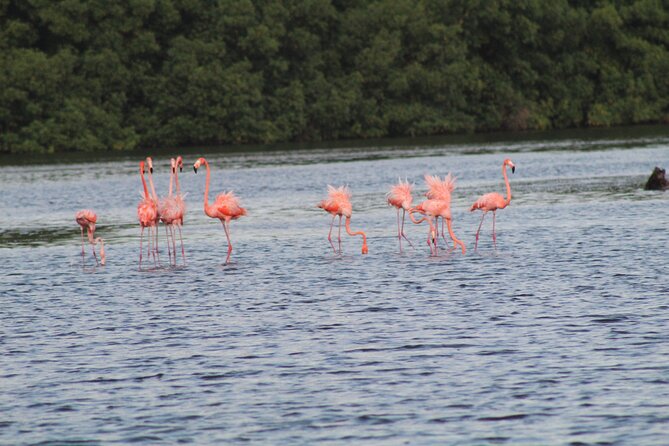 Caroni Bird Sanctuary Tour - Why the guide can shape the whole outing