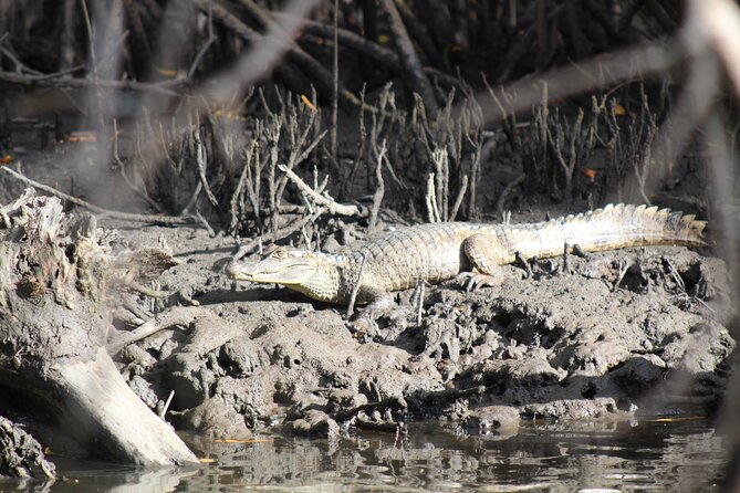 Caroni Bird Sanctuary Tour - The wait, the heat, and the small discomforts