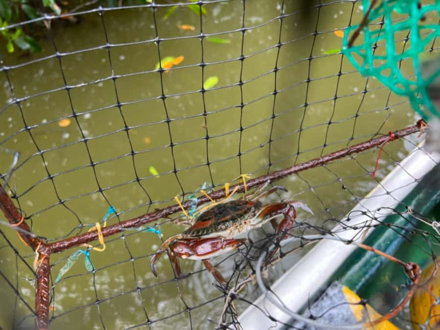 Cartagena Fishing, Crabbing, Birdwatching Experience + Lunch - From Cartagena to Ciénega de la Virgen