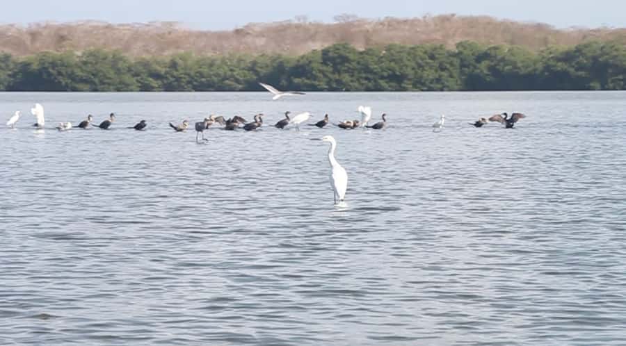 Cartagena Fishing, Crabbing, Birdwatching Experience + Lunch - Learning to catch crabs the local way