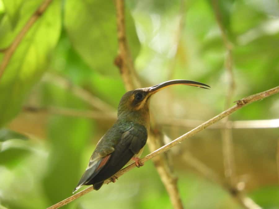 Cartagena: Private Bird-Watching Tour with Breakfast - Key points to know before you book
