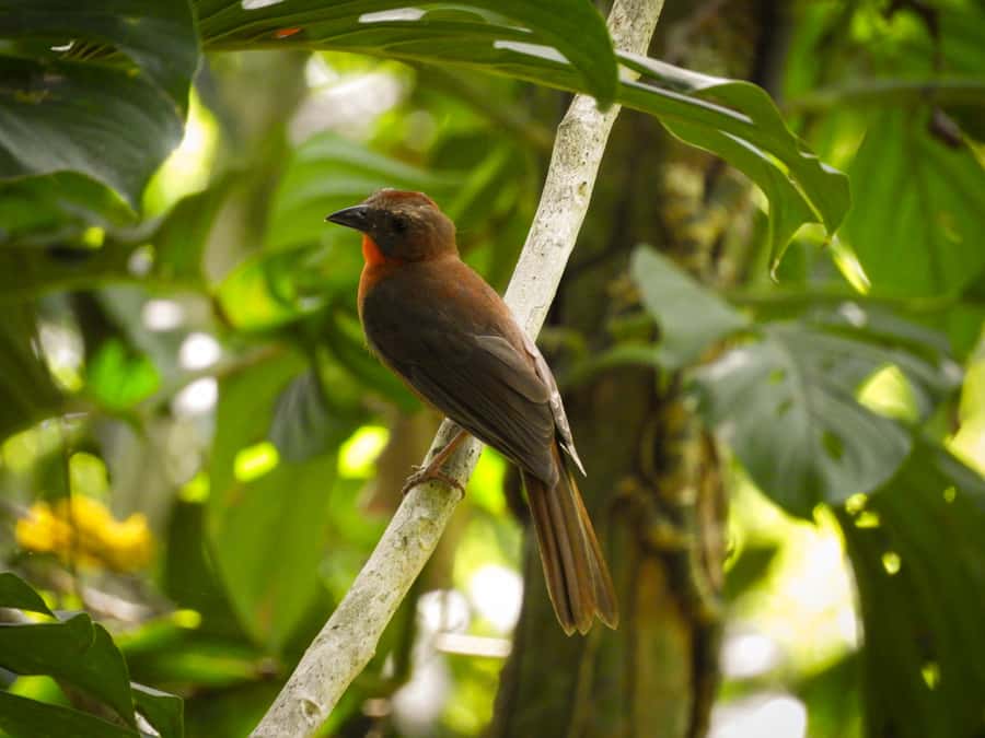 Cartagena: Private Bird-Watching Tour with Breakfast - Who should book this Cartagena bird-watching tour?