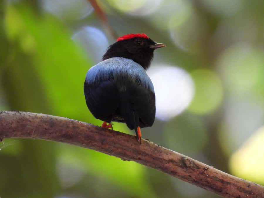 Cartagena: Private Bird-Watching Tour with Breakfast - Why leave Cartagena before dawn?