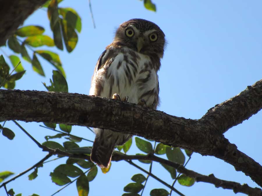 Cartagena: Private Bird-Watching Tour with Breakfast - The birds you may see in the forest