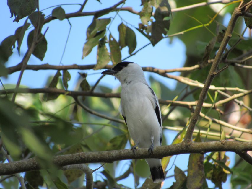 Cartagena: Private Bird-Watching Tour with Breakfast - Look beyond the bird list
