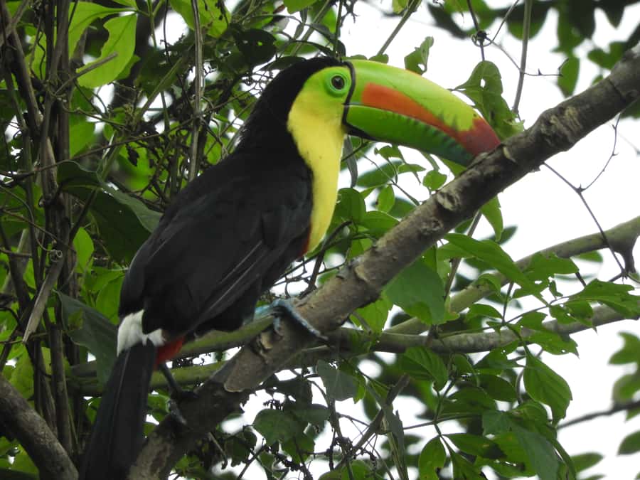 Cartagena: Private Bird-Watching Tour with Breakfast - A Colombian breakfast at a local farm home
