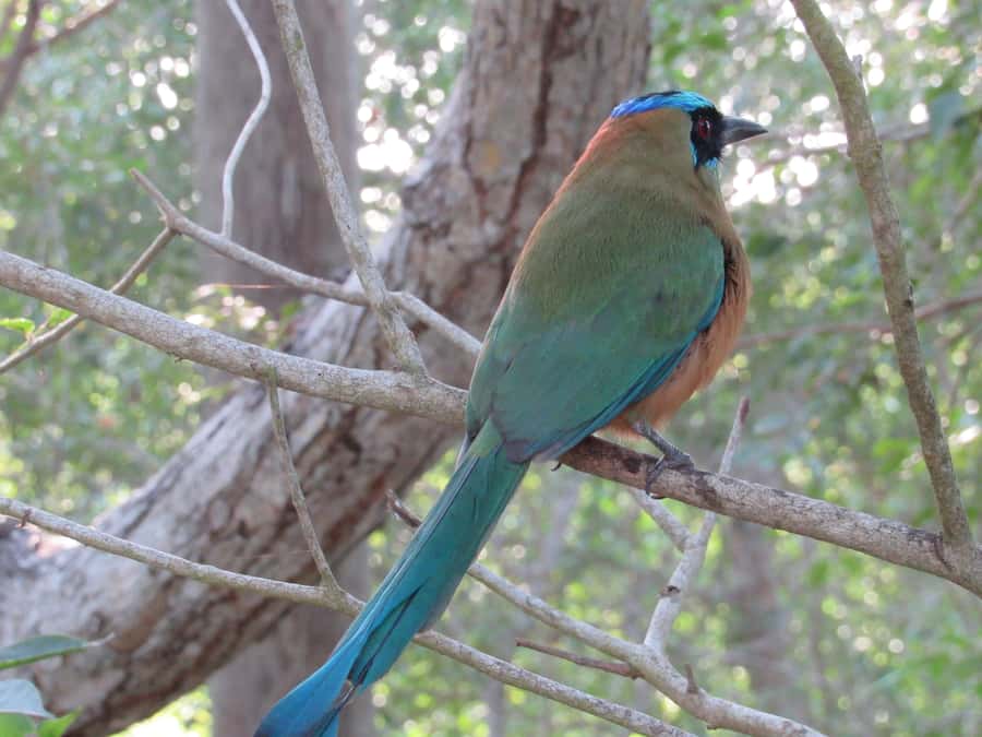 Cartagena: Private Bird-Watching Tour with Breakfast - The guides make the difference
